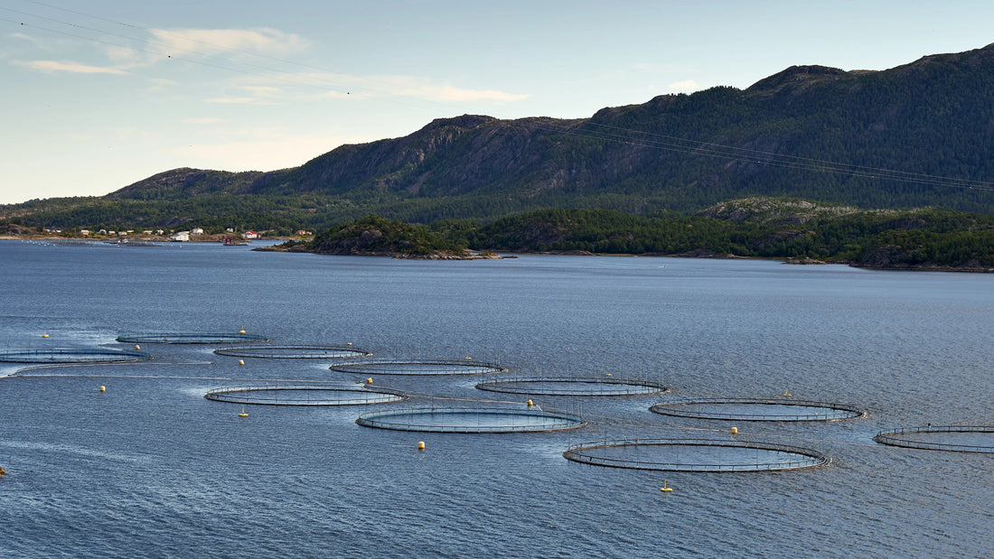 Are collagen supplements sustainable? Kollo has the answer